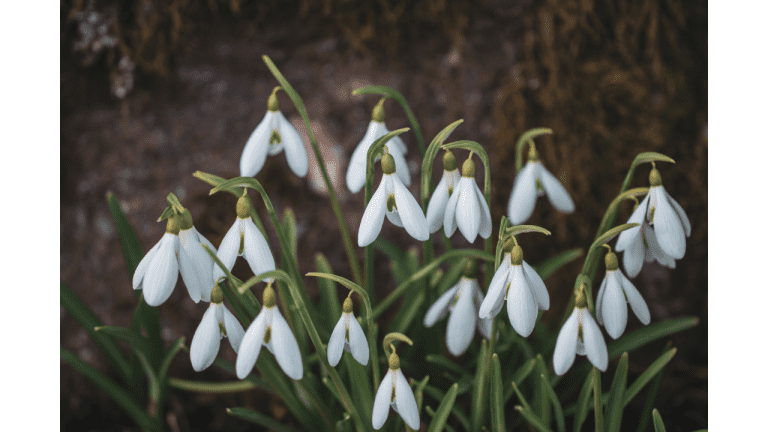 Snowdrop flowers in the winter garden.