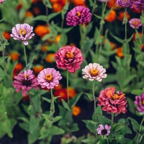 vibrant purple, pink and red flowers growing in abundance