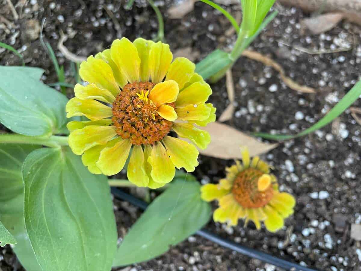 two small yellow zinnias in garden