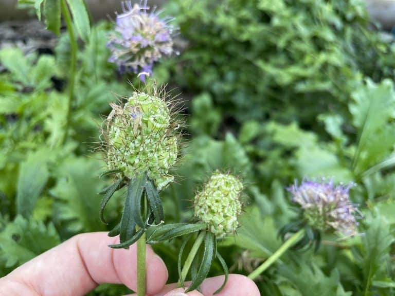 two faded purple scabiosa seedheads in hand
